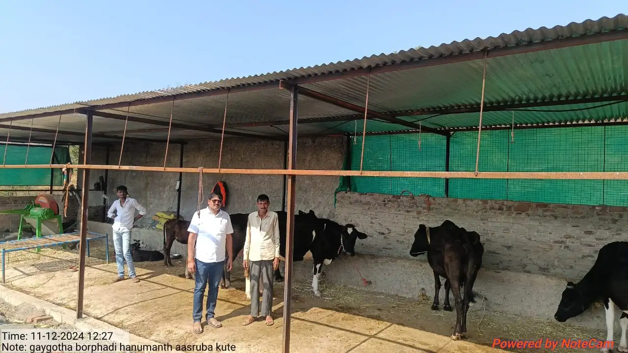 101 शेतकऱ्यांना गायगोठा योजना