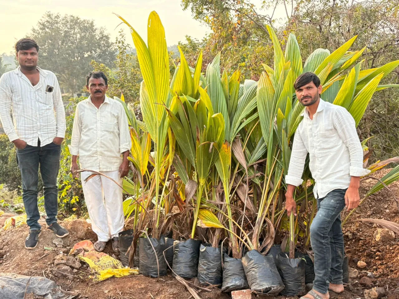 वृक्ष लागवड